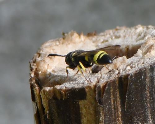 Réf. 243 443 : Eumeninae inconnu